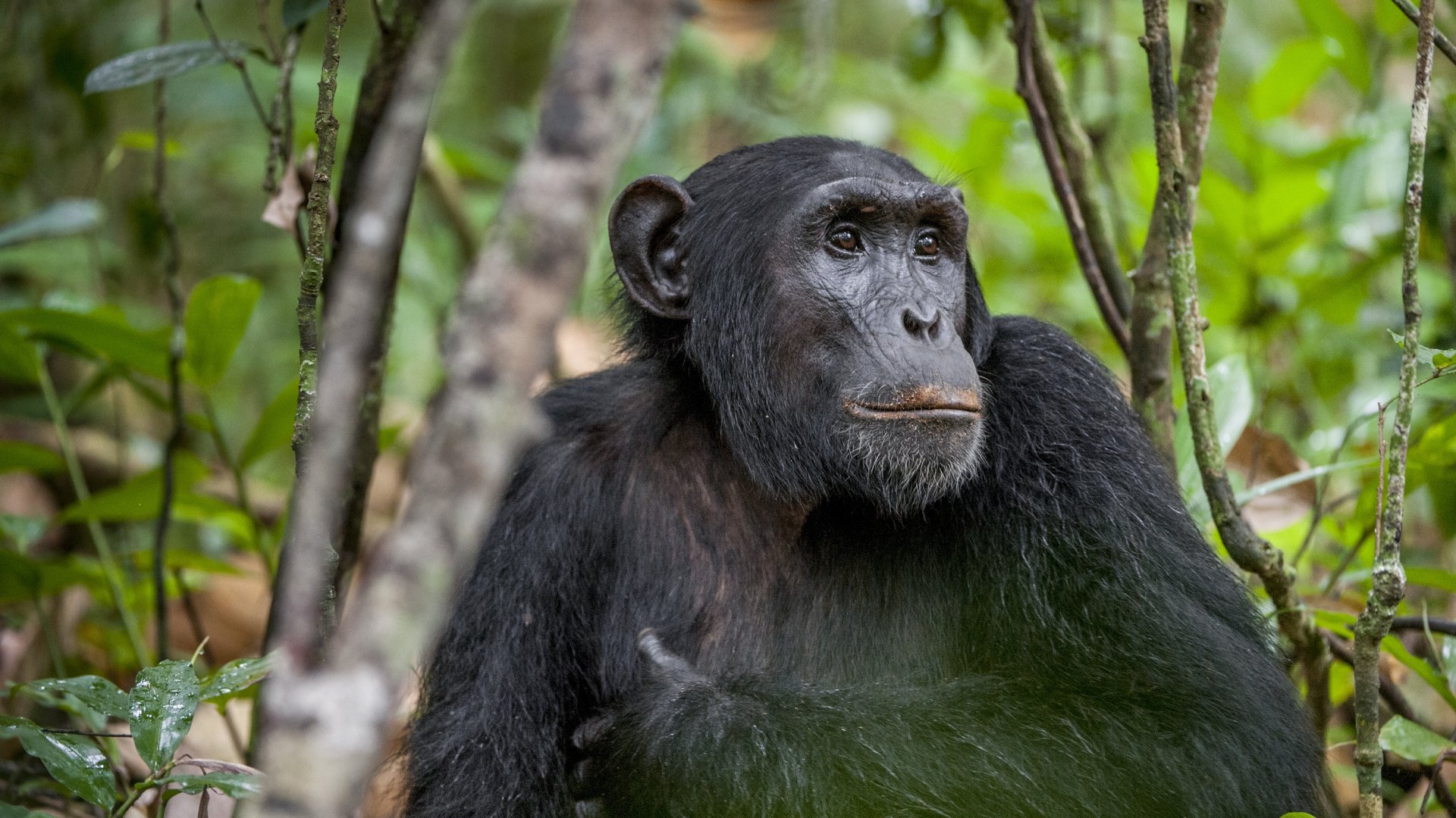 Close up portrait of chimpanzee ( Pan troglodytes ) resting in the jungle. Natural habitat. Kibale forest in Uganda